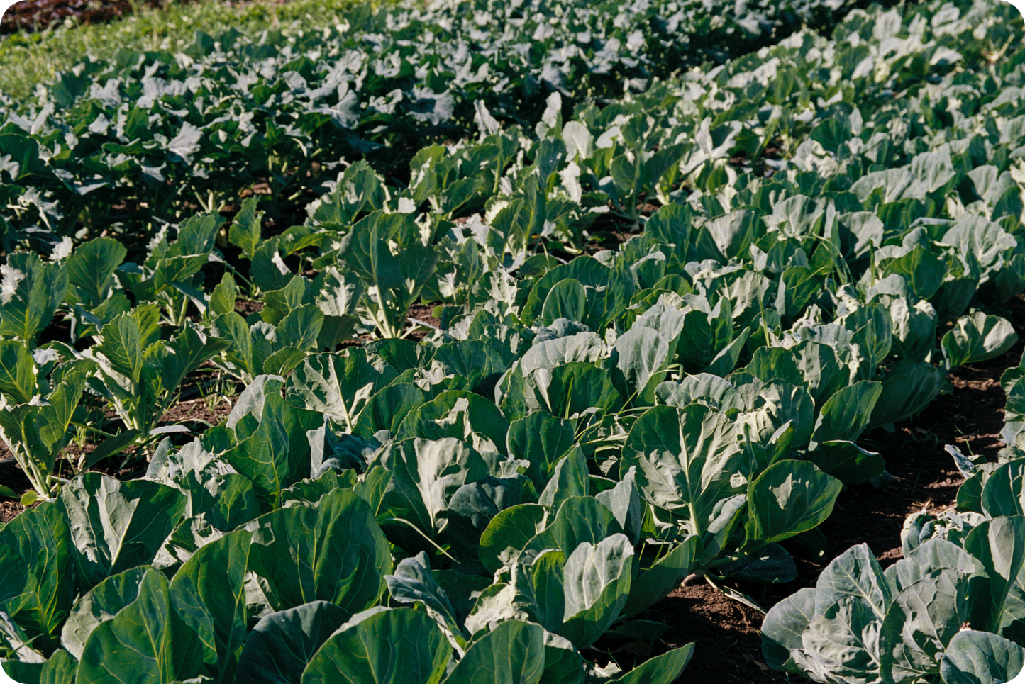 Farm Box