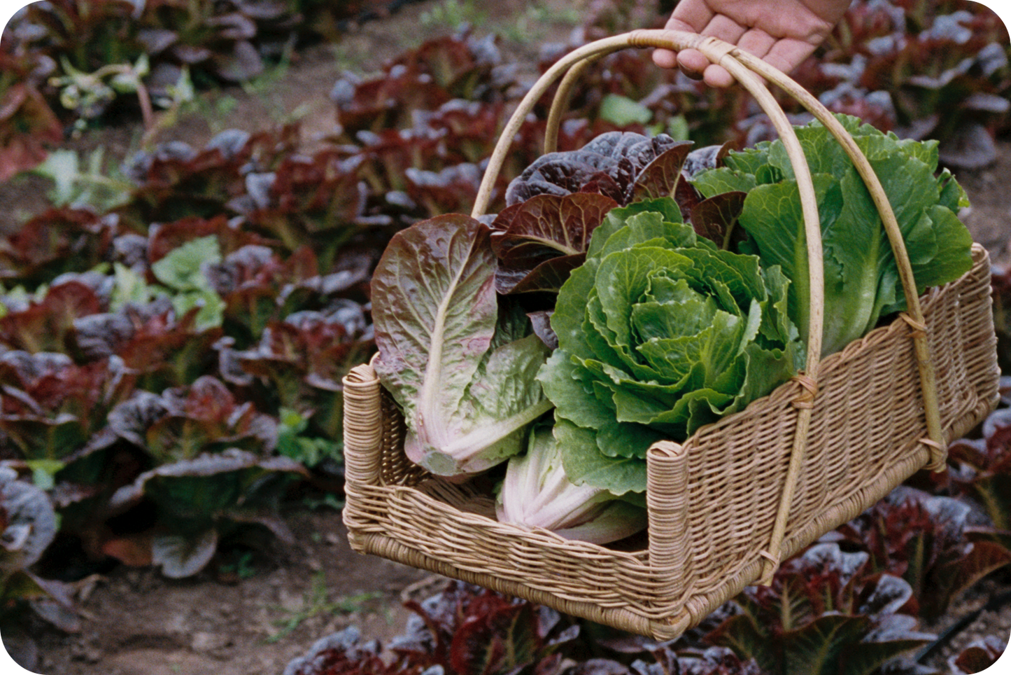 Farm Box